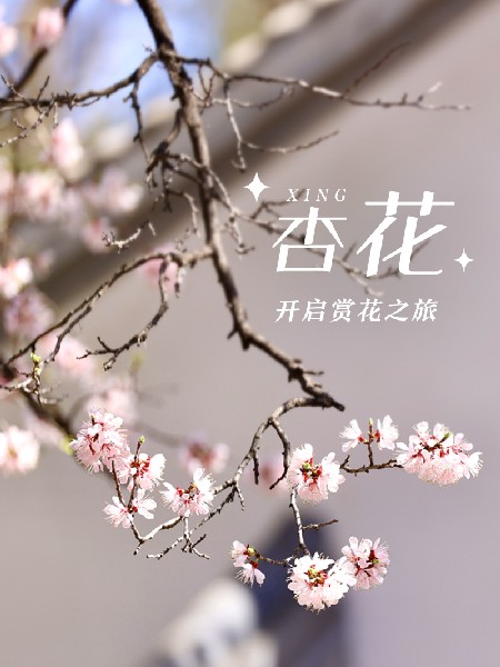 追花指南第六期！杏花雨 楊柳風(fēng) 北京最美的杏花在這里