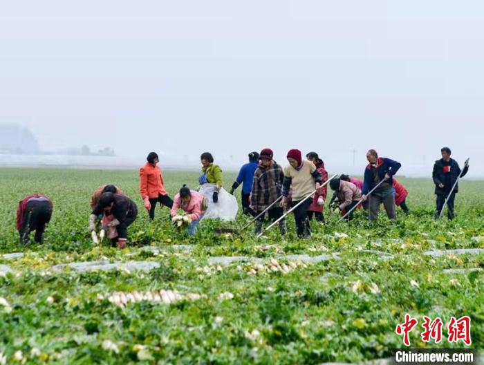 蔬菜基地工人正搶抓農(nóng)時(shí)采收蘿卜。　 汪澤民 攝