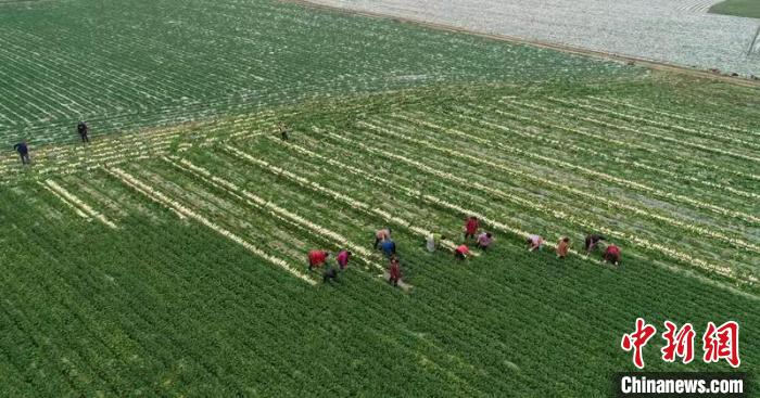 蔬菜基地工人正搶抓農(nóng)時(shí)采收蘿卜?！?彭圣洲 攝