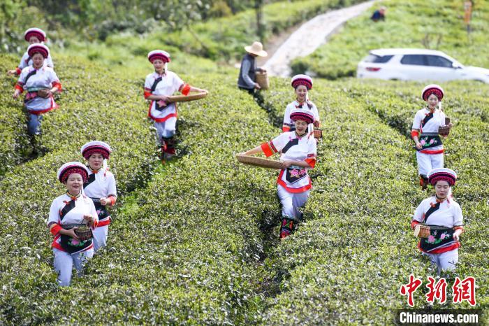 白族村民走進(jìn)茶園采摘。　楊華峰 攝