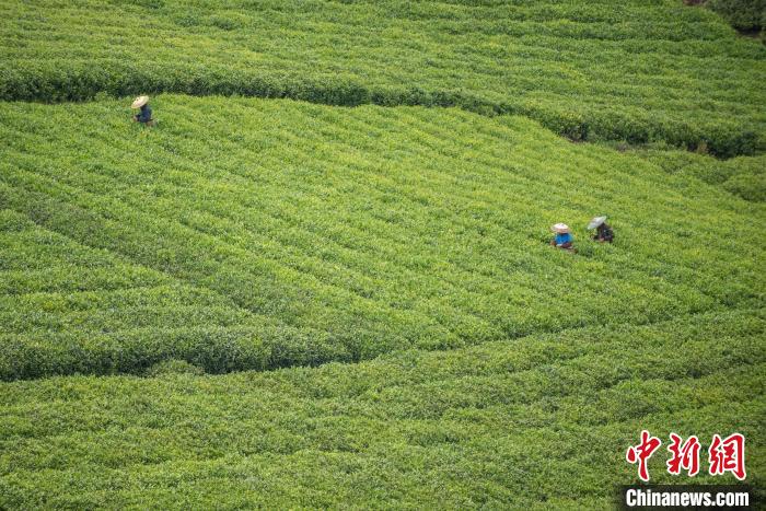 茶農(nóng)采摘谷雨茶。　唐哲 攝