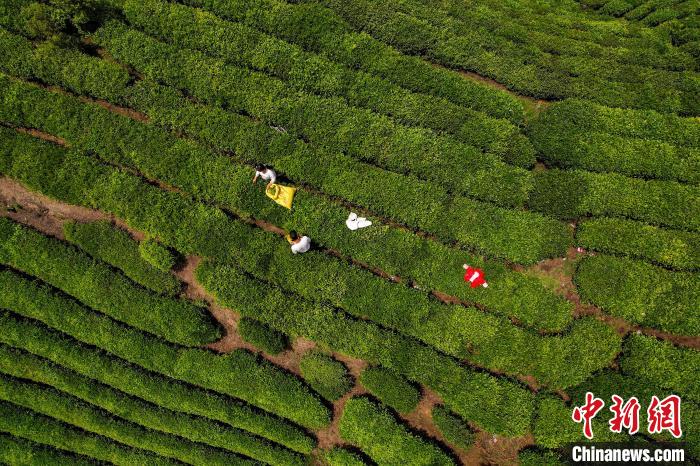 茶農(nóng)正在采摘新鮮茶葉。　唐哲 攝