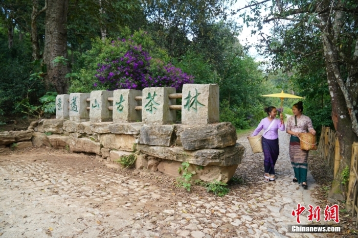 普洱景邁山古茶林文化景觀位于中國(guó)云南省普洱市瀾滄拉祜族自治縣惠民鎮(zhèn)。<a target='_blank' href='/' _fcksavedurl='/'><p  align=