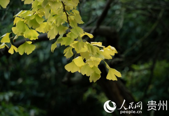 觀山湖公園秋意漸濃。人民網 陽茜攝