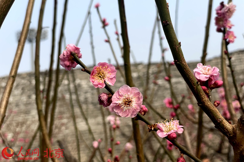 明城墻遺址公園梅花初綻。 人民網(wǎng) 池夢蕊攝