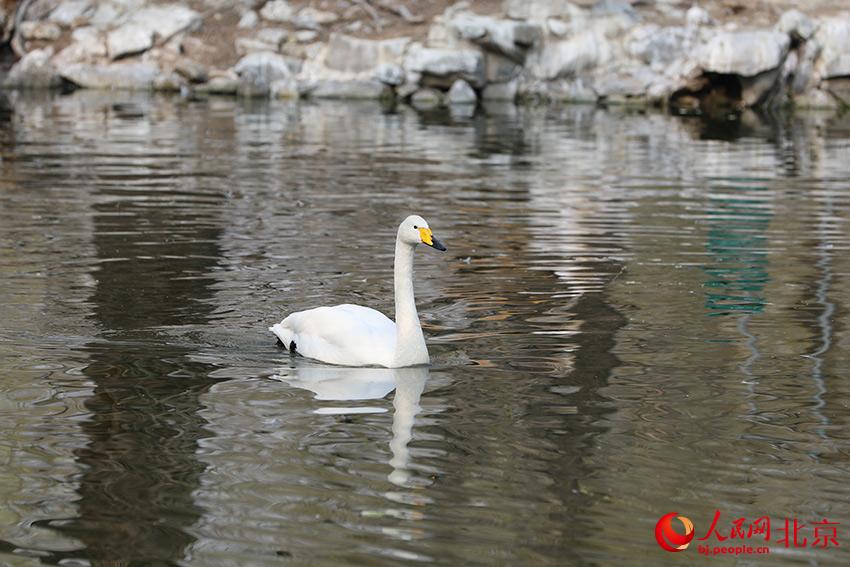 北京動物園水禽湖上，水鳥游弋其中，傳遞春的消息。人民網(wǎng) 尹星云攝