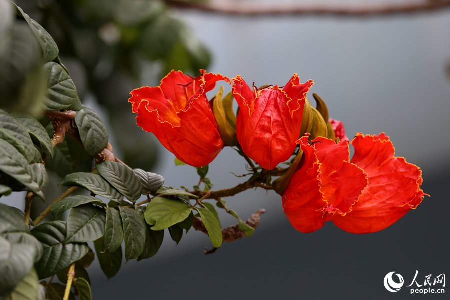 火焰木花朵呈紅色或橙紅色。人民網(wǎng) 陳博攝