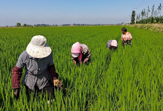 7月15日，農(nóng)民在河北省玉田縣石臼窩鎮(zhèn)王家樓村稻田勞作。 張仁杰攝