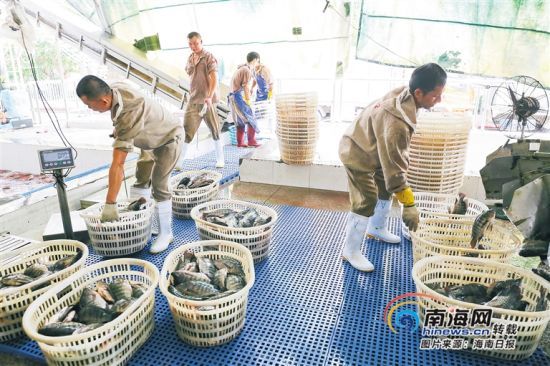 海南勤富食品有限公司工人將剛捕撈的羅非魚進(jìn)行分裝加工。海南日報(bào)記者 張茂 攝