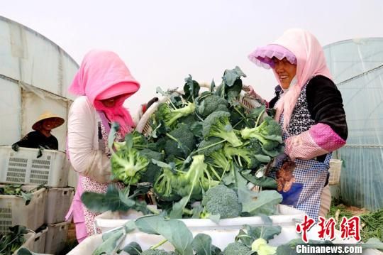 臨澤縣蓼泉鎮(zhèn)灣子村種植基地里豐收的西藍(lán)花。　趙學(xué)榮 攝