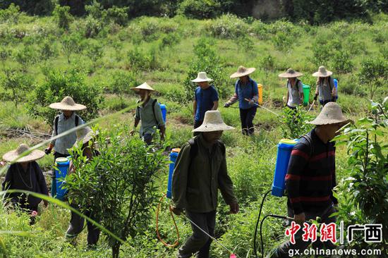 8月18日，在廣西柳州市融安縣大良鎮(zhèn)古蘭村古蘭屯，村民在金桔基地打藥。譚凱興 攝