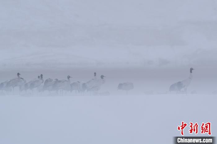 超美！黑頸鶴雪中嬉戲“翩翩起舞”