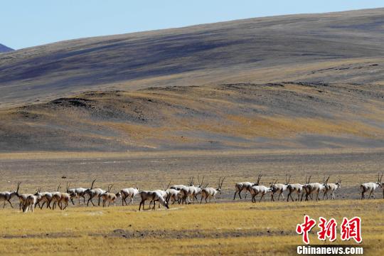 西藏阿里地區(qū)現(xiàn)藏羚羊遷徙“大軍”