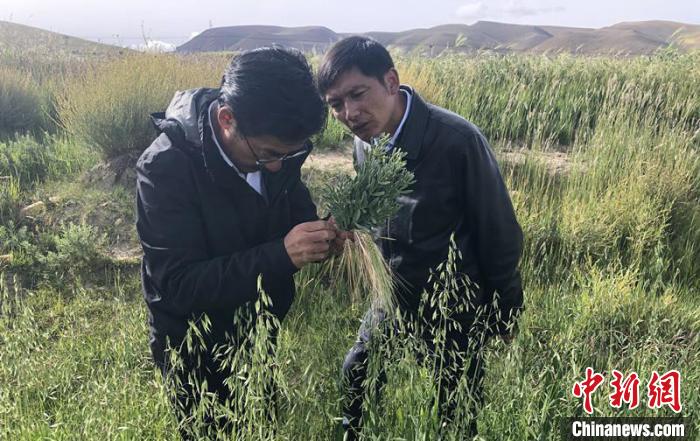 圖為尼瑪扎西(左)在青稞種植地調(diào)研(資料圖)。西藏農(nóng)科院 供圖