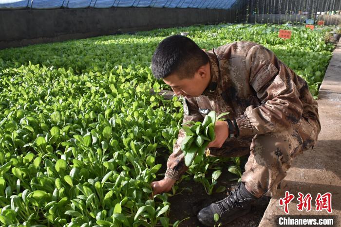 圖為阿里軍分區(qū)某邊防團(tuán)官兵在溫室摘菜?！￡悋[岳 攝