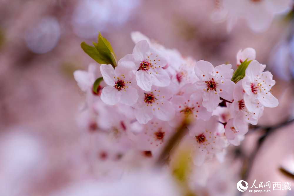 桃花盛開惹人醉。人民網(wǎng)記者 次仁羅布攝