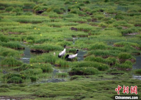 圖為祁連山國家公園青海片區(qū)內的黑頸鶴。　祁連山國家公園青海省管理局供圖 攝