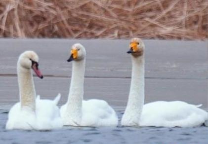 圖為疣鼻天鵝與大天鵝?！∏嗪夜珗@觀鳥協(xié)會供圖 攝