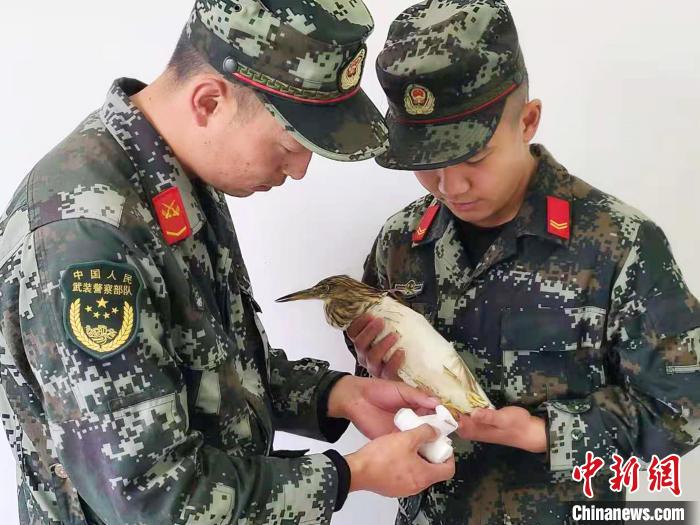 圖為武警官兵正在為國家一級重點保護動物池鷺包扎。　柳澤田 攝