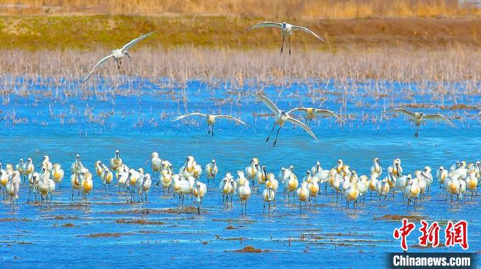 沿海濕地，鳥類天堂?！←}城市委宣傳部供圖