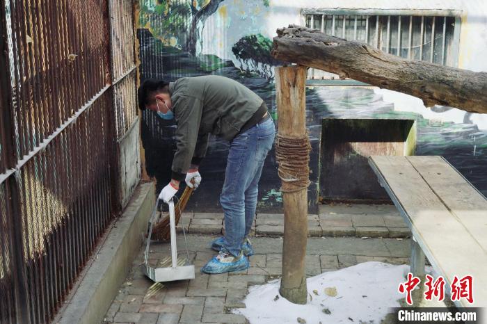 圖為雪豹“奶爸”史壽軍正在打掃豹館衛(wèi)生?！●R銘言 攝