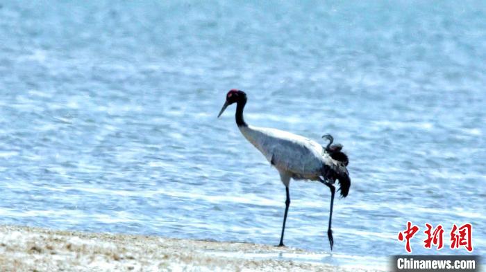 圖為黑頸鶴在青海湖畔散步?！《砣詹囟?攝