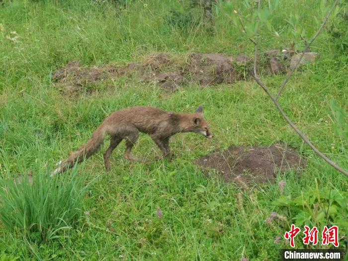 青?；ブ骄戎鷩叶壉Ｗo野生動物赤狐