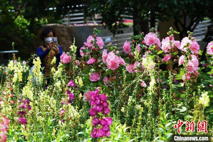 圖為市民在西寧園林植物園內(nèi)賞花拍照。　馬銘言 攝