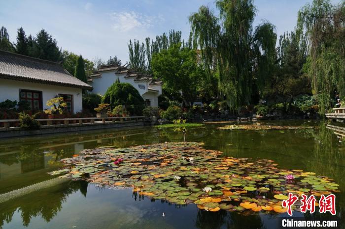 圖為西寧園林植物園秋日風(fēng)景別有韻味。　馬銘言 攝