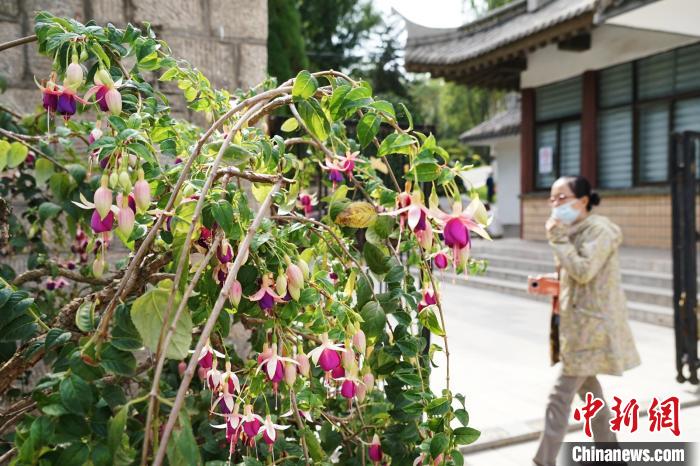 圖為市民在西寧園林植物園內(nèi)觀賞花卉。　馬銘言 攝