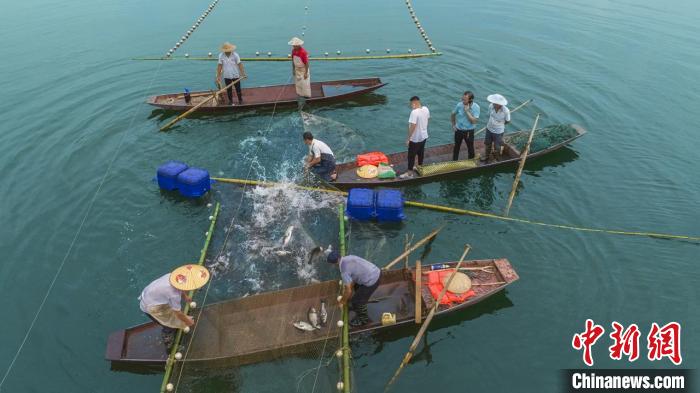 捕魚現(xiàn)場。　主辦方供圖