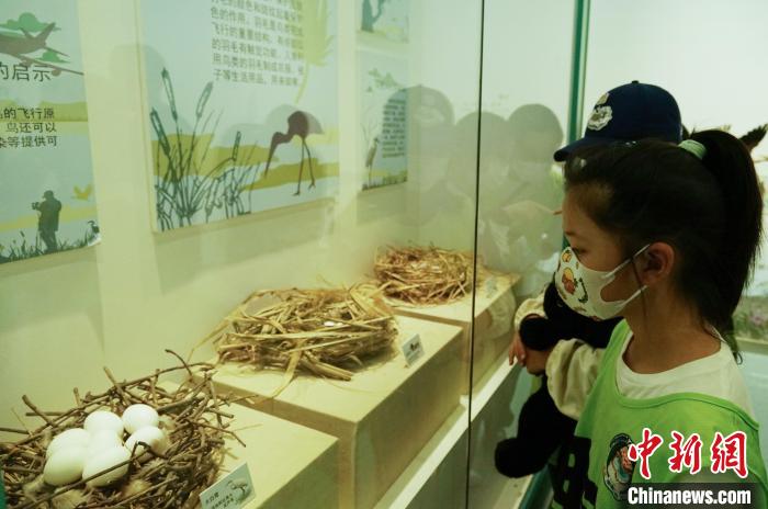 圖為小朋友在青海西寧湟水國家濕地公園科普館內(nèi)參觀學(xué)習(xí)。　馬銘言 攝