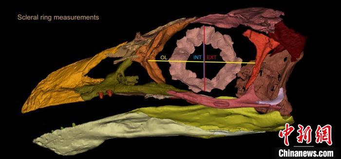 熱河鳥STM3-8化石標(biāo)本的鞏膜環(huán)復(fù)原及測量示意圖。　胡晗 供圖