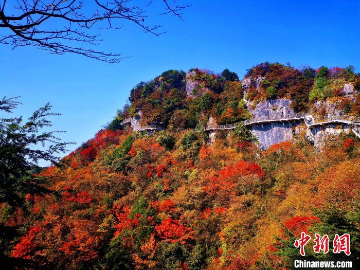 巴山大峽谷漫天紅葉。　張平 攝