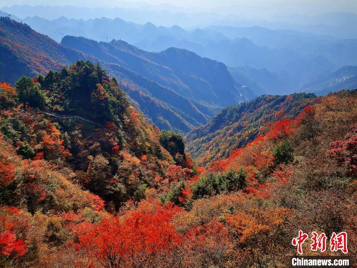 巴山大峽谷漫天紅葉?！埰?攝