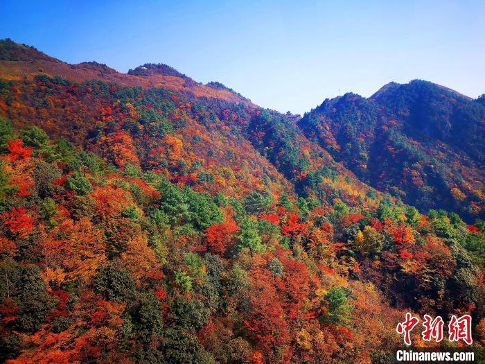 巴山大峽谷漫天紅葉?！埰?攝