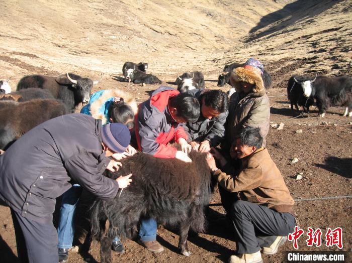 資料圖為研究團(tuán)隊(duì)在青南高原地區(qū)開展了牦牛寄生蟲病流行病學(xué)和防治技術(shù)研究。　 青海省畜牧獸醫(yī)科學(xué)院供圖