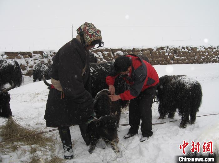 資料圖為研究團(tuán)隊(duì)在達(dá)日縣檢查牛背部皮蠅幼蟲感染情況?！?青海省畜牧獸醫(yī)科學(xué)院供圖