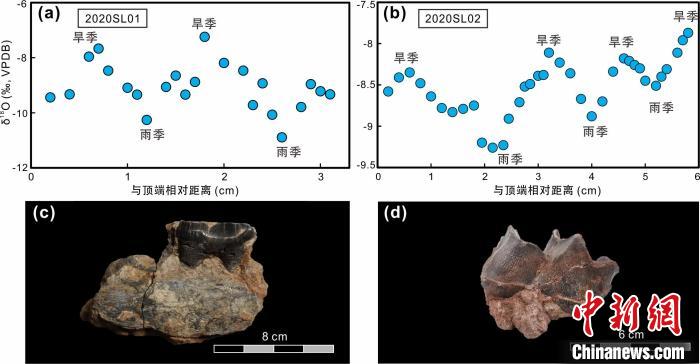本次研究中的犀牛牙齒化石及氧同位素特征?！≈锌圃呵嗖馗咴?供圖