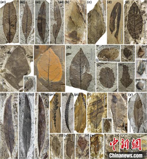 中始新世熱魯化石植物群(4500萬–4000萬年前)?！≈锌圃呵嗖馗咴?供圖