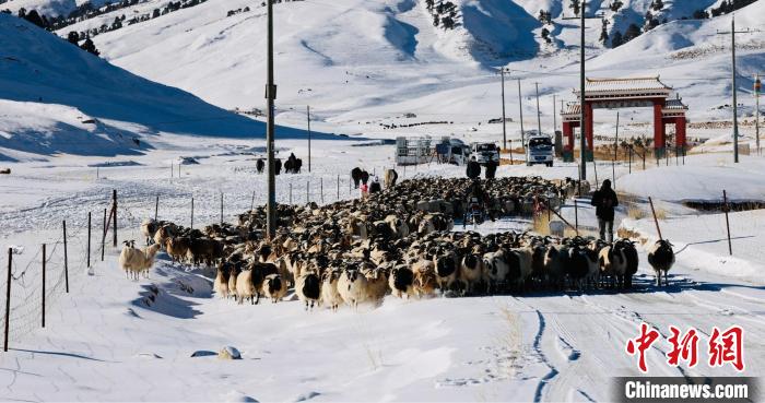 圖為村民在雪地上放牧?！《继m縣融媒體中心供圖