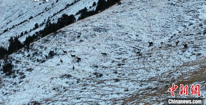 圖為巖羊和馬鹿集體在雪地里休憩?！《继m縣融媒體中心 供圖