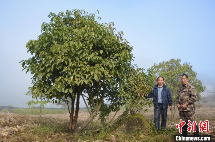 極小種群野生植物滇桐近地保護(hù)6年首次結(jié)實