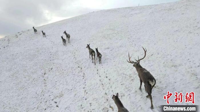 圖為馬鹿群在雪地里行走。　才仁 攝