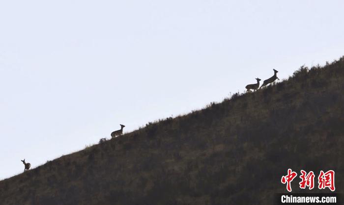 圖為狍鹿在山坡上漫步?！〔彭?xiàng)南加 攝