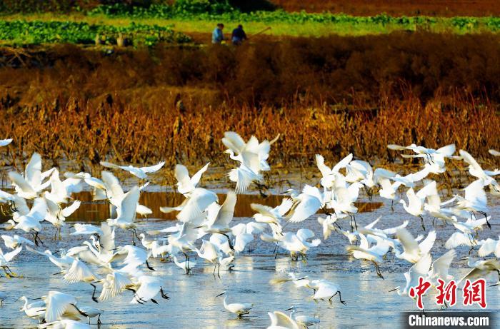 成都白鷺灣濕地公園?！“討?攝