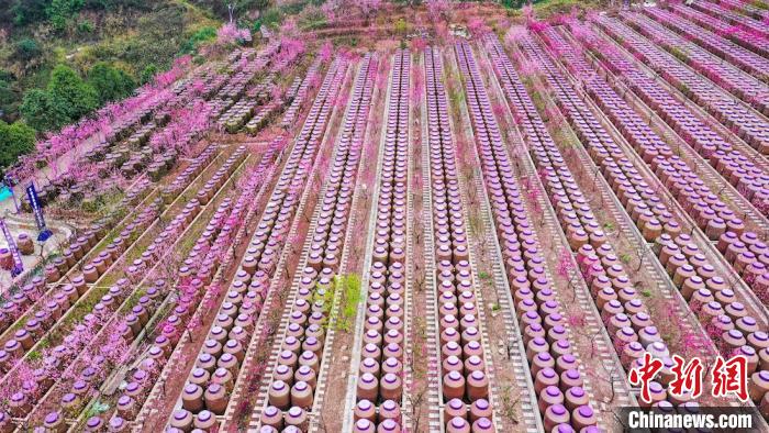 灼灼桃花惹人醉?！㈡?攝