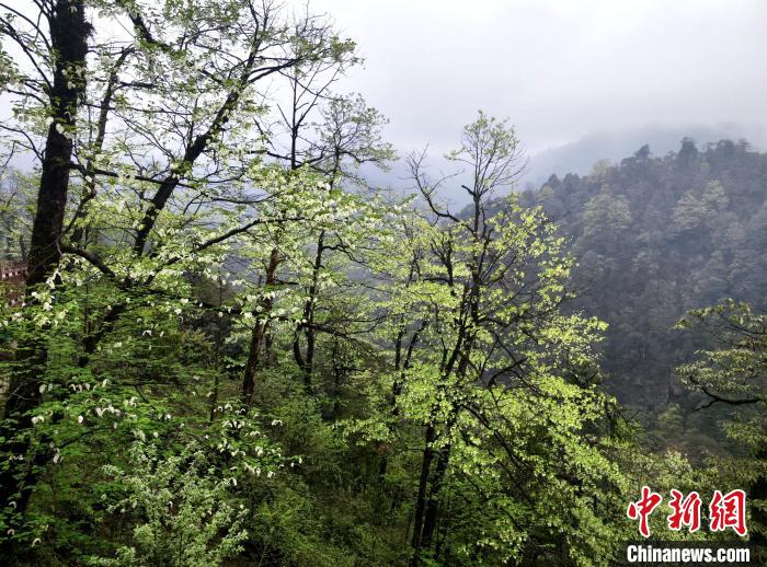 珙桐花朵潔白素雅，與青山雨霧融為一體。　呂楊 攝