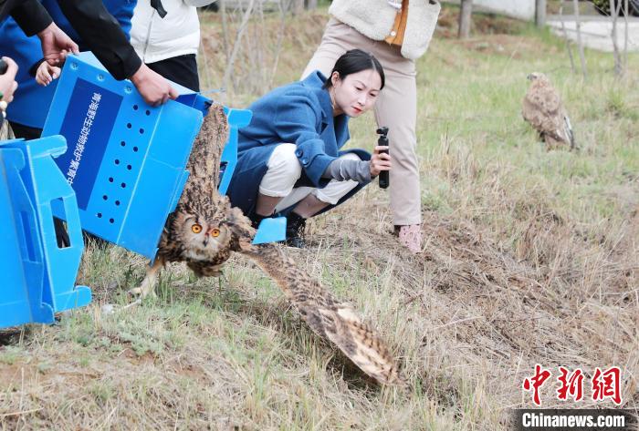 圖為西寧野生動(dòng)物園救護(hù)的雕鸮在西寧市放歸大自然?！●R銘言 攝