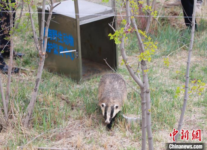 圖為西寧野生動(dòng)物園救護(hù)的狗獾在西寧市放歸大自然。　馬銘言 攝